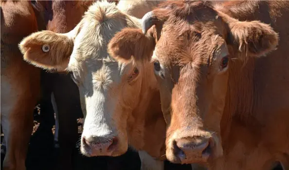  ?? PHOTO: MADELINE GRACE ?? CATTLE SALE: Numbers reduced and prices increased at saleyards across Southwest Queensland.