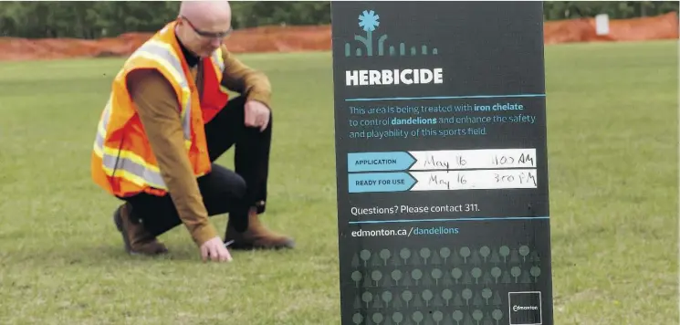  ?? DAVID BLOOM ?? Travis Kennedy, general supervisor of open space operations for the city, inspects the effects of iron chelate applicatio­n and mowing on dandelions at an Argyll Park sports field.