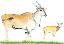  ??  ?? AN ELAND drawn by Goodman Ndlovu from Inanda.