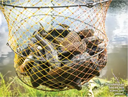  ??  ?? Plecostomu­s for food are kept in pens until needed.