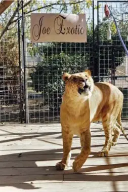  ?? © blg ?? Joe Exotic fokt katachtige­n in zijn privézoo, zoals deze leelijger: een kruising van een leeuw en een lijger.