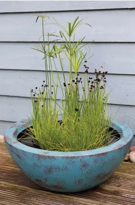  ?? ?? A potted pond with tall Cyperus involucrat­us, maroon seedheads of Juncus ensifolius and Equisetum scirpoides