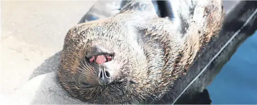  ??  ?? Maybe it was that extra sprat at lunchtime. Whatever it was, Pablo the South American fur seal struggled to keep his eyes open at Bristol Zoo. And as the early afternoon sunshine shone on him he dozed off – and started to snore. A zoo spokesman said:...