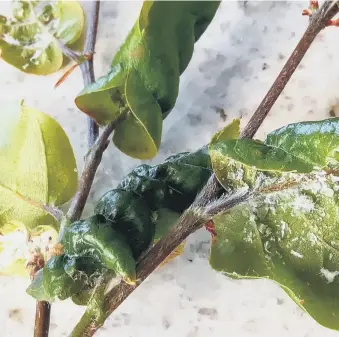  ??  ?? THIN END OF THE HEDGE: Woolly aphids are making merry on beech leaves this year.