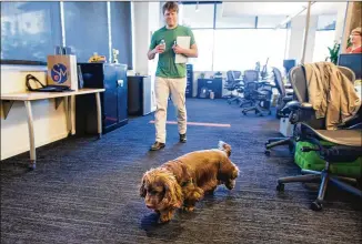  ?? TOM MCCARTHY JR. / FOR AMERICAN-STATESMAN ?? SpareFoot CEO Chuck Gordon’s dog Napoleon roams the floor in January at the moving and storage company’s new space in the WeWork University Park building.