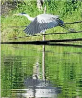  ??  ?? El garzón azul ( ardea cocoi) es habitante ocasional de la Laguna.