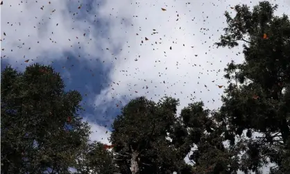  ??  ?? Monarch butterflie­s fly between trees at the Sierra Chincua butterfly sanctuary on a mountain in the Mexican state of Michoacán, Mexico. Photograph: Josue Gonzalez/Reuters