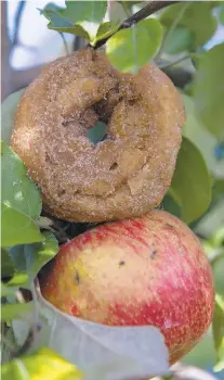  ?? ?? Grim’s cider doughnuts are a magical chemistry of nutmeg, cinnamon, apple cider fried in lard.