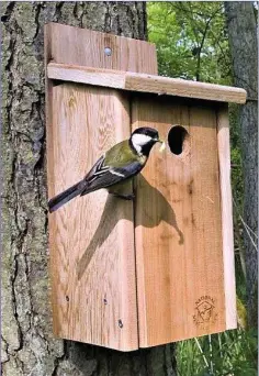  ??  ?? A Great Tit carrying food to its family in a nest box.