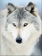  ?? LYNN_BYSTROM / GETTY ?? El lobo, ancestro del perro