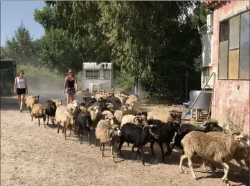  ?? (Photos Gaëlle Arama) ?? Adeline Akermann et son troupeau de  brebis qui rentre dans la bergerie pour la traite du matin.