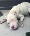  ?? Courtesy Dubai Animal Welfare Society ?? A pit bull found abandoned in Jumeirah after a dogfight.