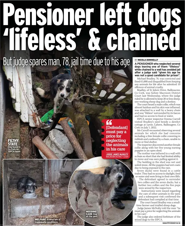  ?? Dog found in Co Cork by ISPCA team ?? FILTHY STATE
WELFARE Animal left in inadequate conditions
NEEDING CARE Dog at the yard