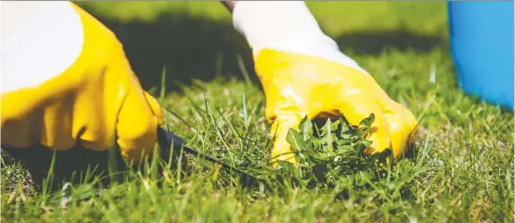  ??  ?? After you have beaten back a weed infestatio­n, you have to stop the weeds from returning. Remove them regularly and do so before they set seed.