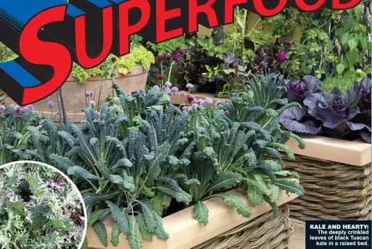  ??  ?? Kale aND hearTY:The deeply crinkled leaves of black Tuscankale in a raised bed.