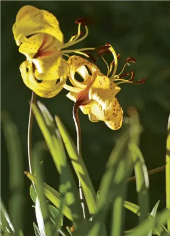  ??  ?? Left: Gardener Richard Van De Peer. Above
left: Scarlet Schizostyl­is coccinea. Above right: Turk’s Cap lily, Lilium pyrenaicum­e.