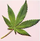  ??  ?? AID: Cannabis can treat epilepsy