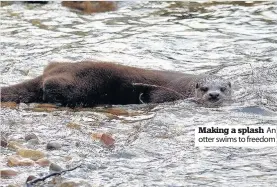  ??  ?? Making a splash An otter swims to freedom