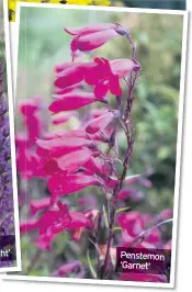  ??  ?? Salvia ‘Mainacht’
Penstemon ‘Garnet’