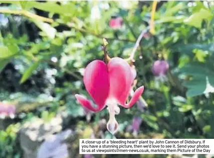  ??  ?? A close-up of a ‘bleeding heart’ plant by John Cannon of Didsbury. If you have a stunning picture, then we’d love to see it. Send your photos to us at viewpoints@men-news.co.uk, marking them Picture of the Day