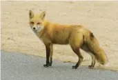  ?? FILE ?? Two types of foxes are found in North Carolina: the gray fox and the red fox, pictured.