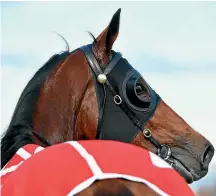  ?? PHOTO: GETTY IMAGES ?? Tony Pike-trained Sacred Elixir surveys the Caulfield scene after his winning Guineas Prelude effort.