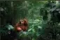  ??  ?? 5. Sumatra-OrangUtan. Im Herzen des Waldes im Gunung Leuser-Nationalpa­rk. Dieses imposante Männchen hat seinen Baum verlassen, um Nachforsch­ungen anzustelle­n. © Marco Gaiotti, Italien, Open, Wildlife, 2018 Sony World Photograph­y Awards.