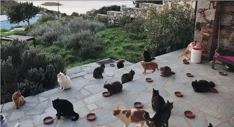  ?? PHOTOS: JOAN AND RICHARD BOWELL ?? It’s feeding time at God’s Little People cat rescue, which received nearly 40,000 responses to a job ad.