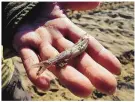  ??  ?? This file photo shows a silvery minnow. Federal water managers expect a challengin­g water season because of a lack of snowpack on the Rio Grande.