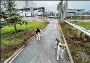  ?? (AP/Timothy Mousseau) ?? Dogs are seen Oct. 3 in the Chernobyl area of Ukraine.