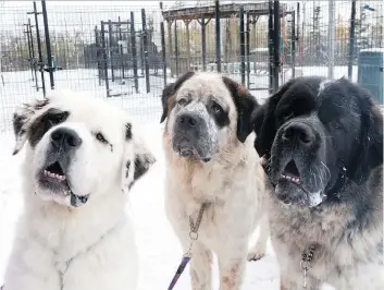  ?? THE CANADIAN PRESS/ EDMONTON HUMANE SOCIETY ?? Gasket, Gunther and Goliath, who collective­ly top out at 160 kilograms, need to be kept together because they’re best buddies and get anxious when separated. .