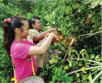  ??  ?? Christine Alyssa Ajih and her grandmothe­r Bulin Asan pick rambutans at their farm.