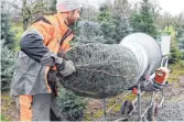  ?? FOTO: ULI DECK/DPA ?? Der Verkauf von Weihnachts­bäumen ist deutschlan­dweit angelaufen.