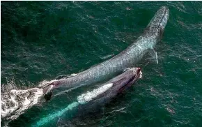  ?? KAIKOURA HELICOPTER­S ?? Blue whales are the largest creatures that have ever lived, but little is known about their live cycle and behaviour.