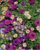  ?? NORMAN WINTER — NORMAN WINTER ?? This mix was apply-named Surfin Safari by the designer and features Supertunia Royal Magenta petunia, Safari Sky South African phlox and Superbells Double Amber calibracho­a.