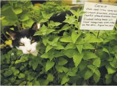  ?? WikiMedia ?? A feline, above, camps out in the catnip. Nepeta cataria, top, is the formal name for the herb, which is a member of the mint family.