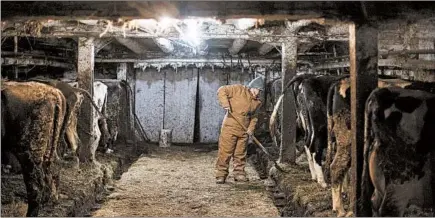  ?? CAROLYN VAN HOUTEN/THE WASHINGTON POST PHOTOS ?? Anne Lee, 40, mucks out the main dairy barn during nightly chores Dec. 4 at the family’s farm in Berkshire, New York. The family has 65 dairy cows.