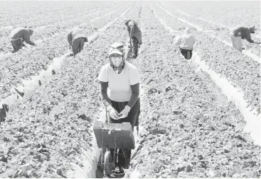  ?? Joe Klamar / AFP / Getty Images file ?? Migrant workers harvest strawberri­es near Oxnard, Calif., in 2013. The rise of Donald Trump has put farmworker advocates on the defensive, says an official for an immigratio­n reform group.