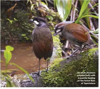  ??  ?? An adult Jocotoco antpitta (left) with a juvenile feeding on the forest floor at Tapichalac­a