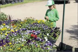  ?? The Associated Press ?? This image shows a young gardener looking over flats of pansies and other spring plants at a nursery.