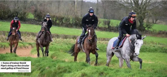  ?? Athwenna Irons ?? > Some of trainer David Pipe’s string on the circular sand gallop at Pond House