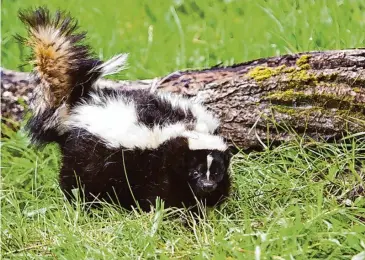  ?? ?? Eastern striped skunk
Connecticu­t Department of Energy and Environmen­tal Protection/(c) Daburke | Dreamstime.com