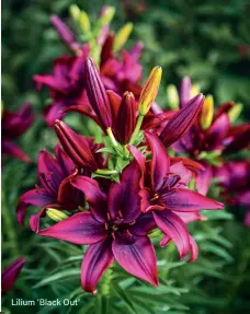  ??  ?? Lilium ‘ Black Out’