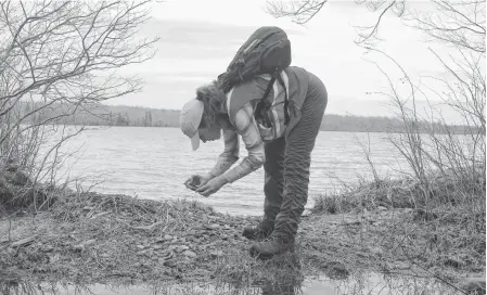  ?? CHRIS CONNORS/CAPE BRETON POST ?? Elizabeth Jessome films a muskrat midden at Pottle Lake in North Sydney. The ACAP Cape Breton project specialist is taking photos, shooting videos and recording bird calls so ACAP can help people learn about the woods, watersheds and wetlands around the Cape Breton Regional Municipali­ty at a time when the environmen­tal non-profit can’t host its regular guided walks or take students on field trips because of COVID-19 protocols.