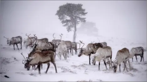  ?? Picture: Jeff J Mitchell/getty ?? „ The herd, introduced in 1952 by Sami reindeer herder Mikel Utsi, is in the only area of the UK suitable for the hardy animals.