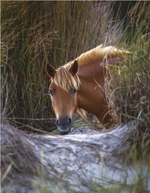  ??  ?? These wild ponies are more accustomed to people, so they were easier to photograph than wild Mustangs, who often run when they see people. They are still cautious, and we were careful to keep a proper distance from them.