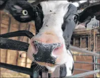  ?? MILLICENT MCKAY/JOURNAL PIONEER ?? This is one of the Gunning’s cows at Old Home Farm.