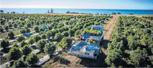  ?? PHOTOS: PIP O’REGAN ?? Harvest time . . . Tens of thousands of cannabis plants are being picked in coming weeks, as harvest begins at New Zealand’s largest commercial medical cannabis crop.