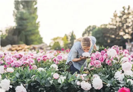  ?? CHRONICLE BOOKS ?? Erin Benzakein stands in a field of peonies, bursting in full bloom at North Field Farm in Bellingham, Washington. The photo is featured in Benzakein's book, Floret Farm’s Cut Flower Garden.