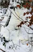  ?? Foto: privat ?? Hier siehst du den gelben Schnee, der an einer Eiche klebt.